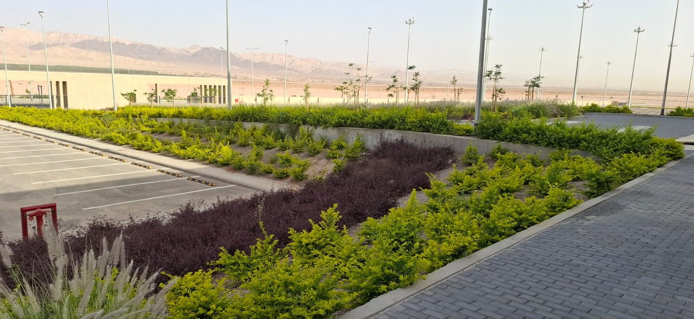 Roadside planting and irrigation, Aqaba