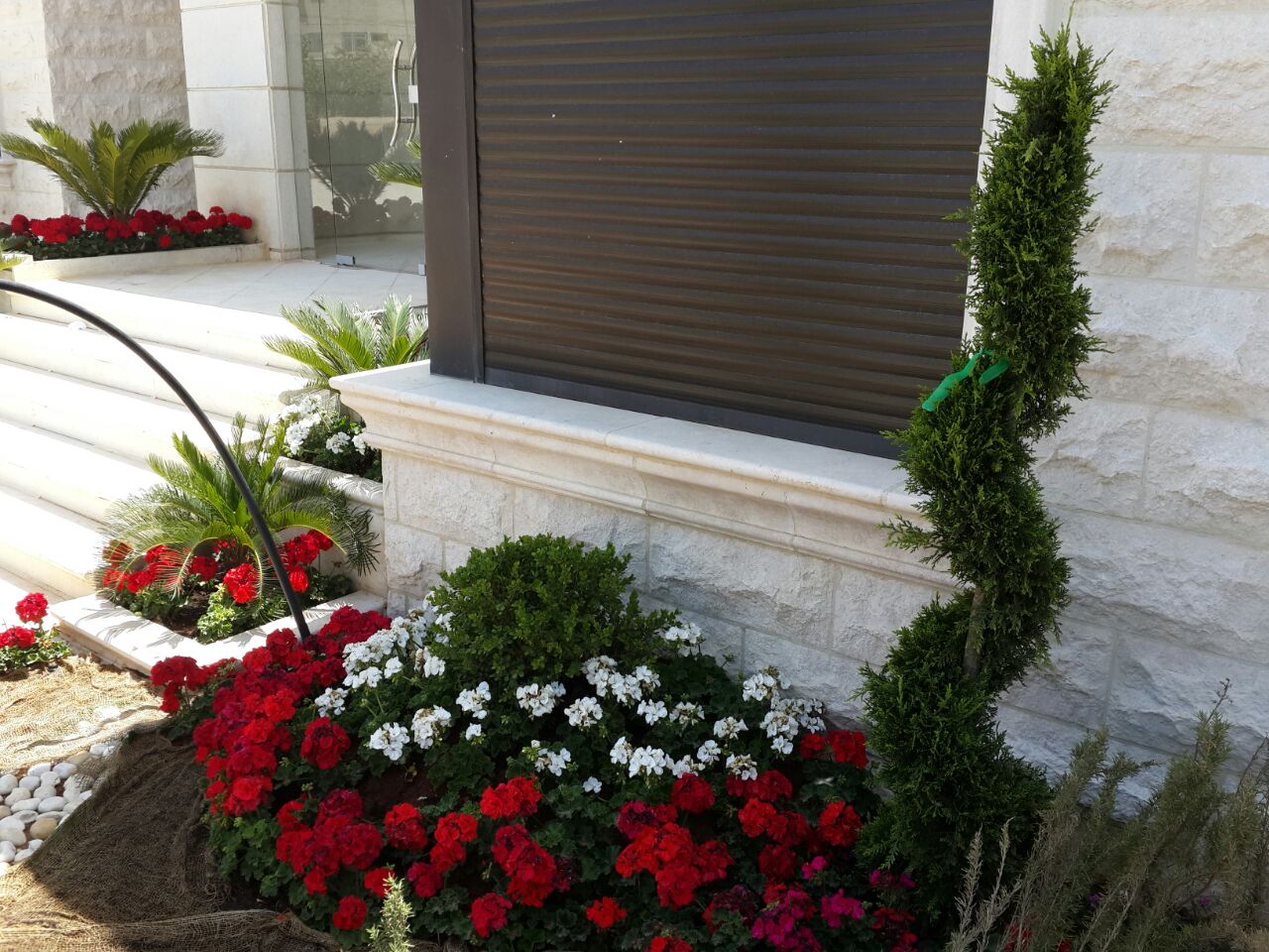 Established ornamental planting under maintenance